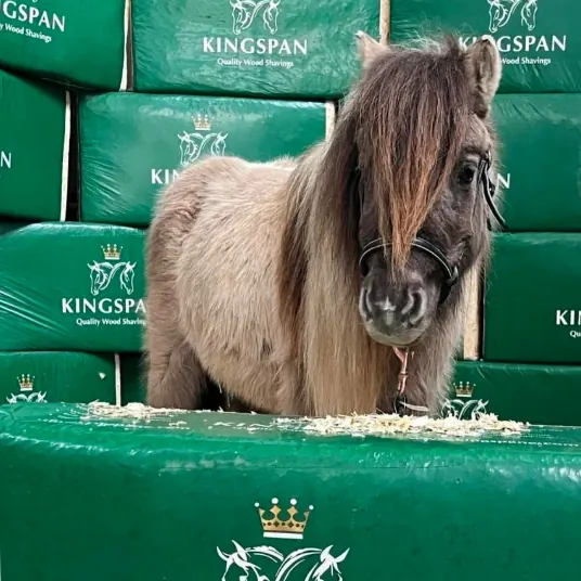 Shetlandpony steht vor gestapelten grünen Kingspäne-Ballen